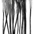 Whiting Farms 100 Pack Dry Fly Hackle