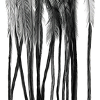 Whiting Farms 100 Pack Dry Fly Hackle