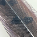 Dyed Ringneck Pheasant Tail