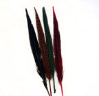 Dyed Ringneck Pheasant Tail