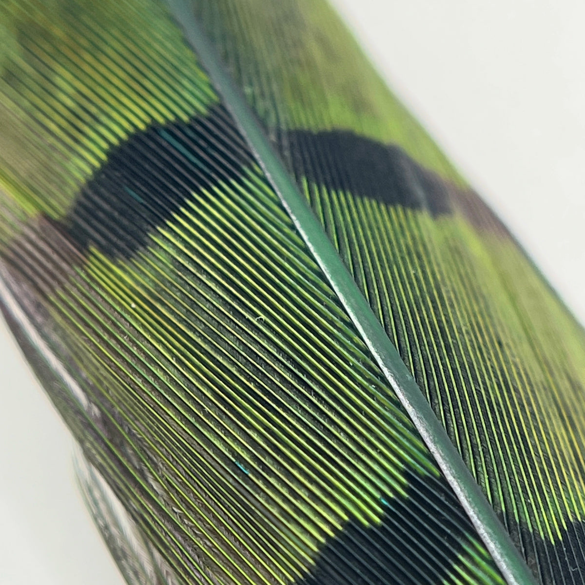 Dyed Ringneck Pheasant Tail