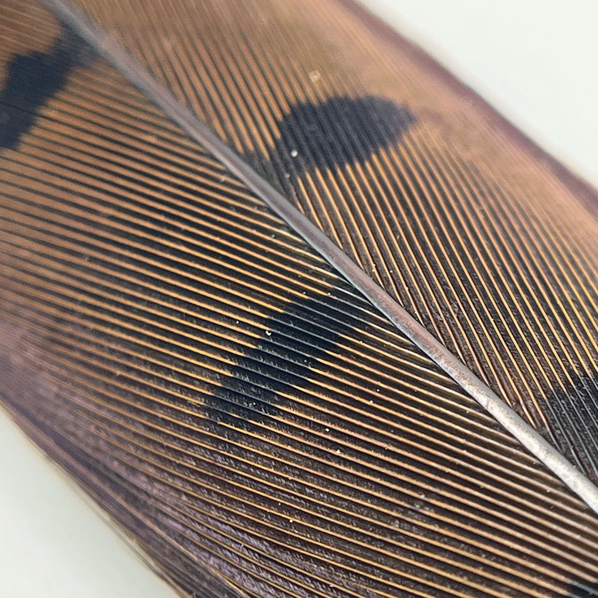 Dyed Ringneck Pheasant Tail