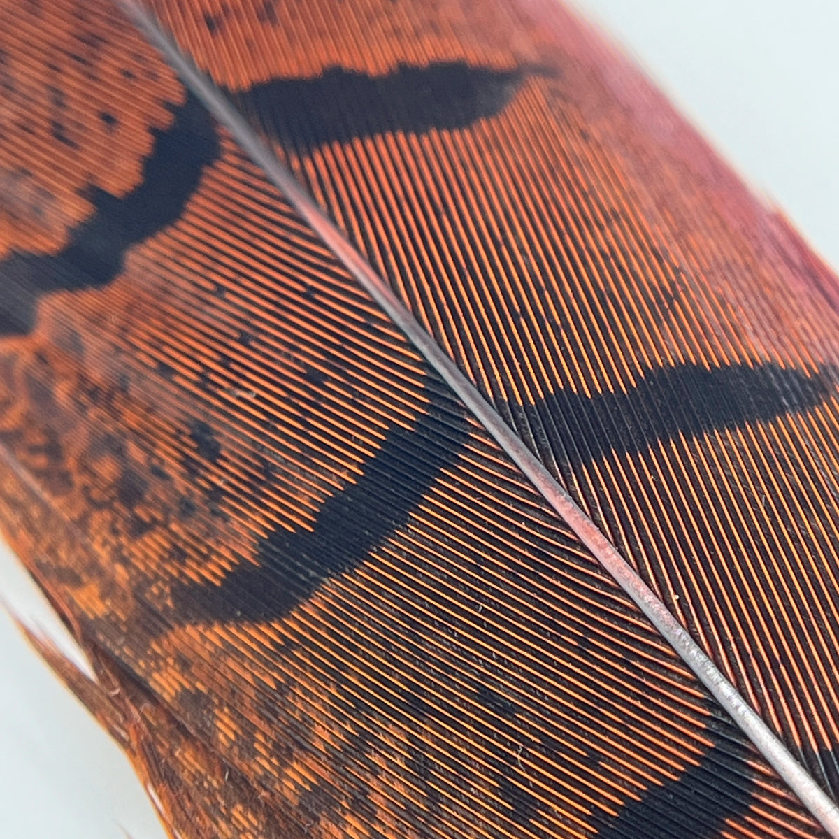 Dyed Ringneck Pheasant Tail