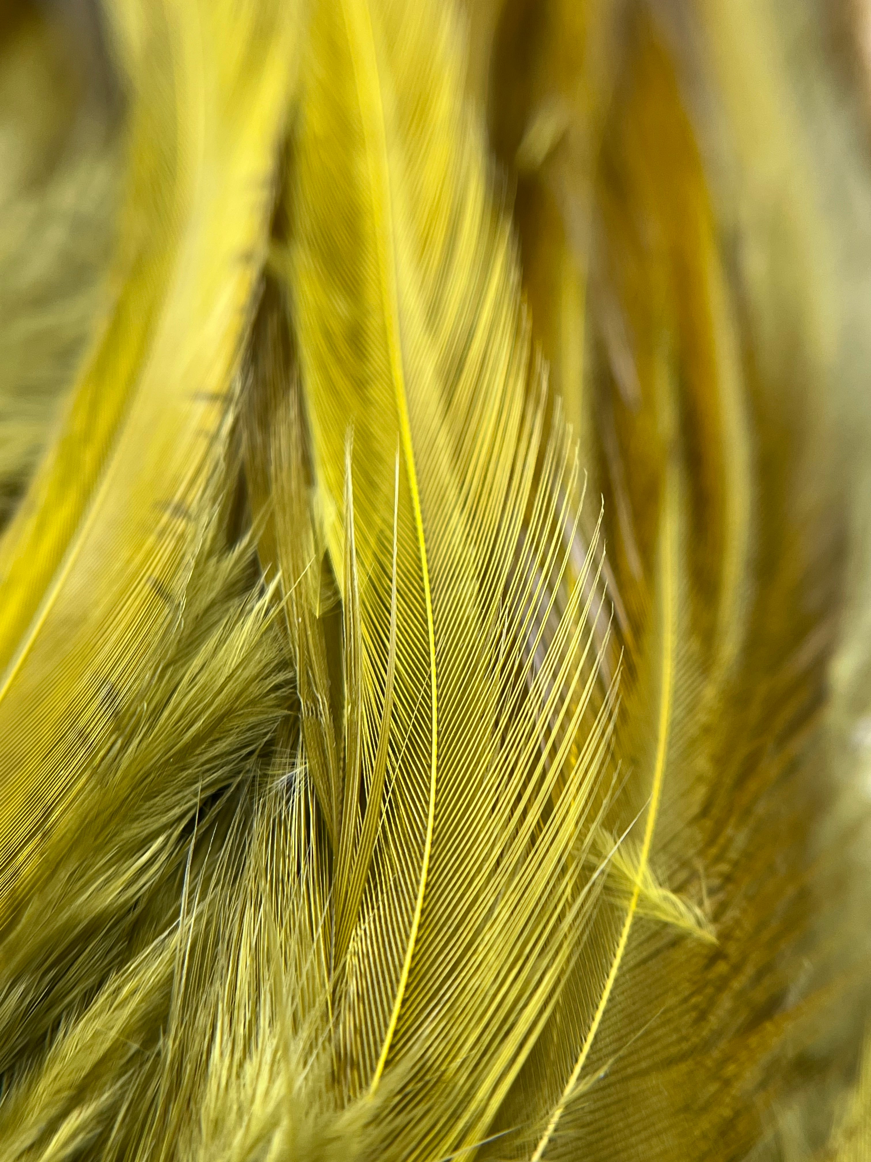 Hareline Strung Saddle Hackle