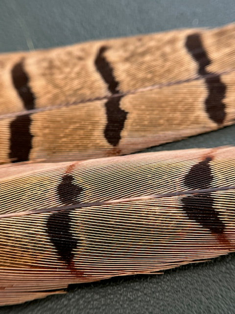 Ringneck Pheasant Tail Feathers