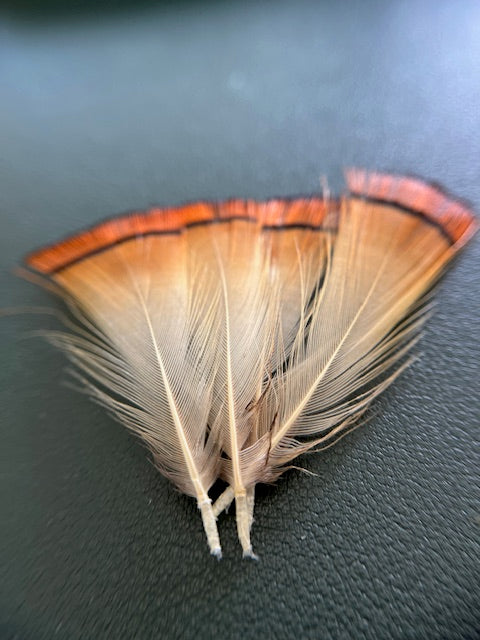 Golden Pheasant Tippets