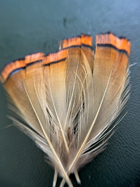 Golden Pheasant Tippets