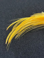 Golden Pheasant Crest