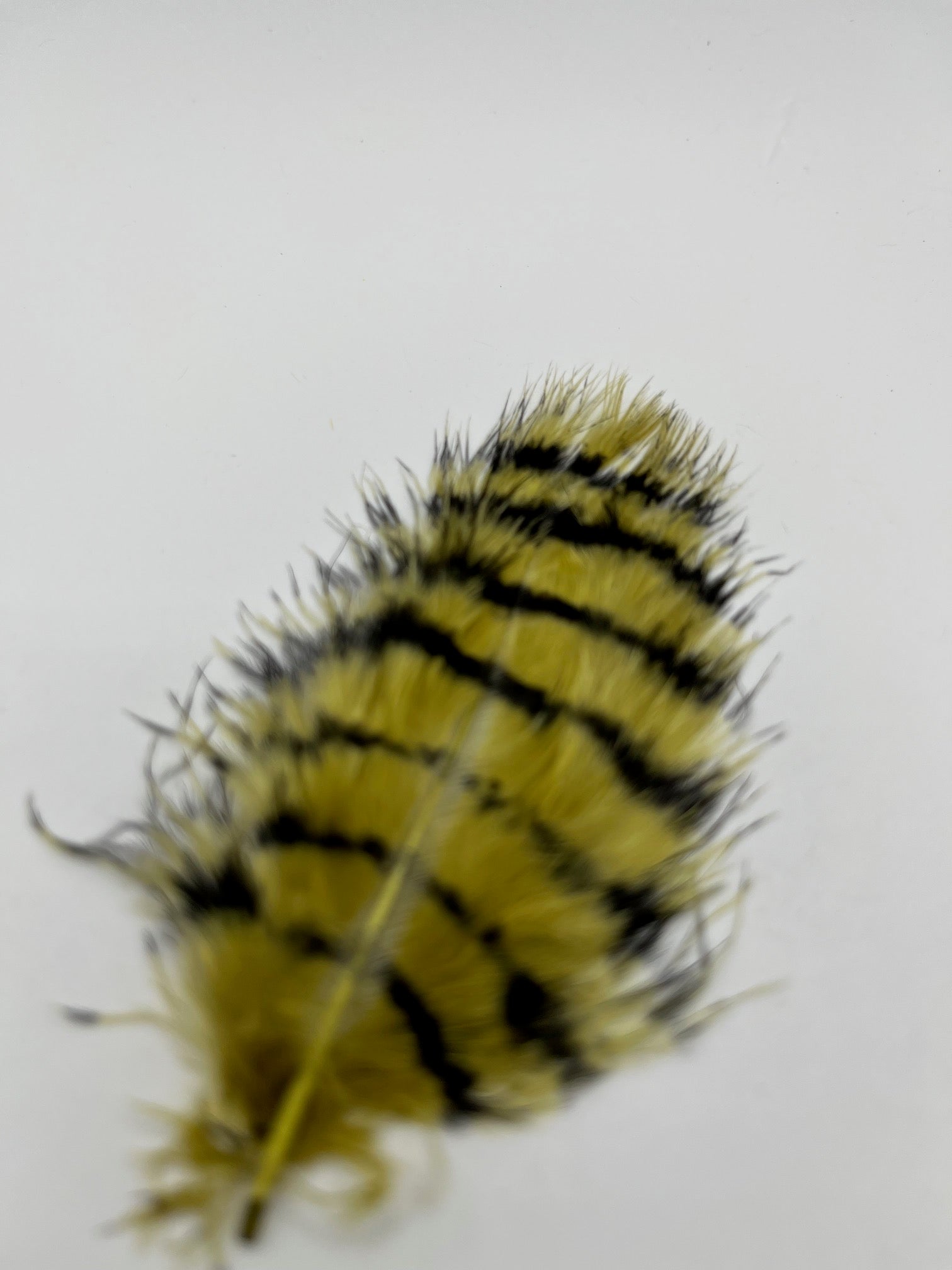 Barred Marabou
