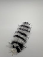 Barred Marabou