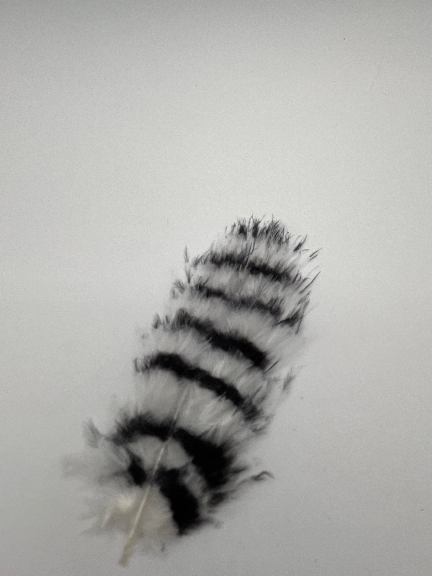 Barred Marabou