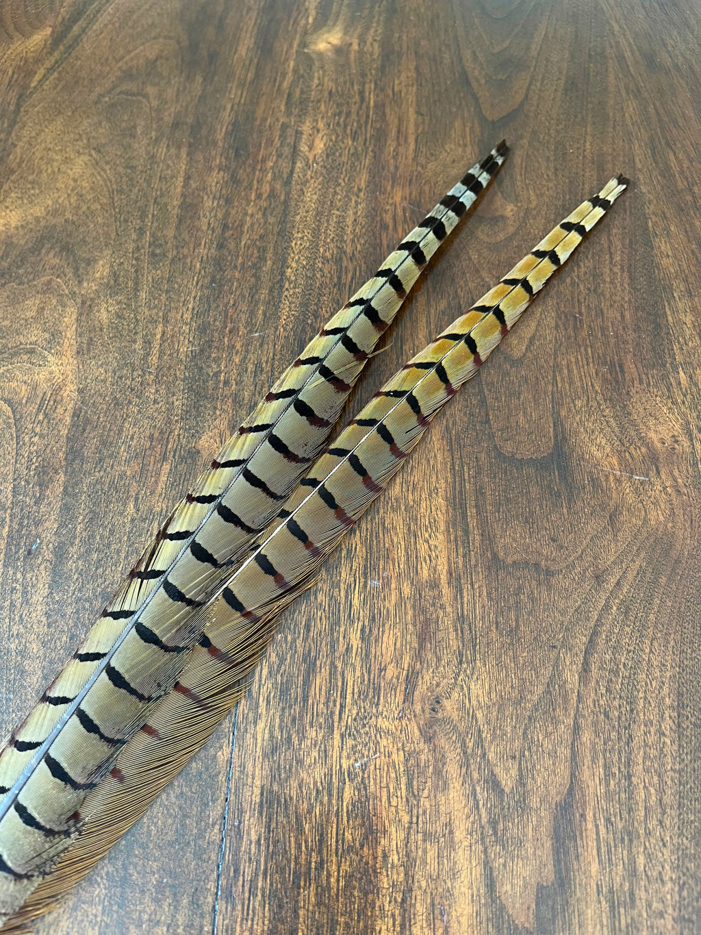 Ringneck Pheasant Tail Feathers