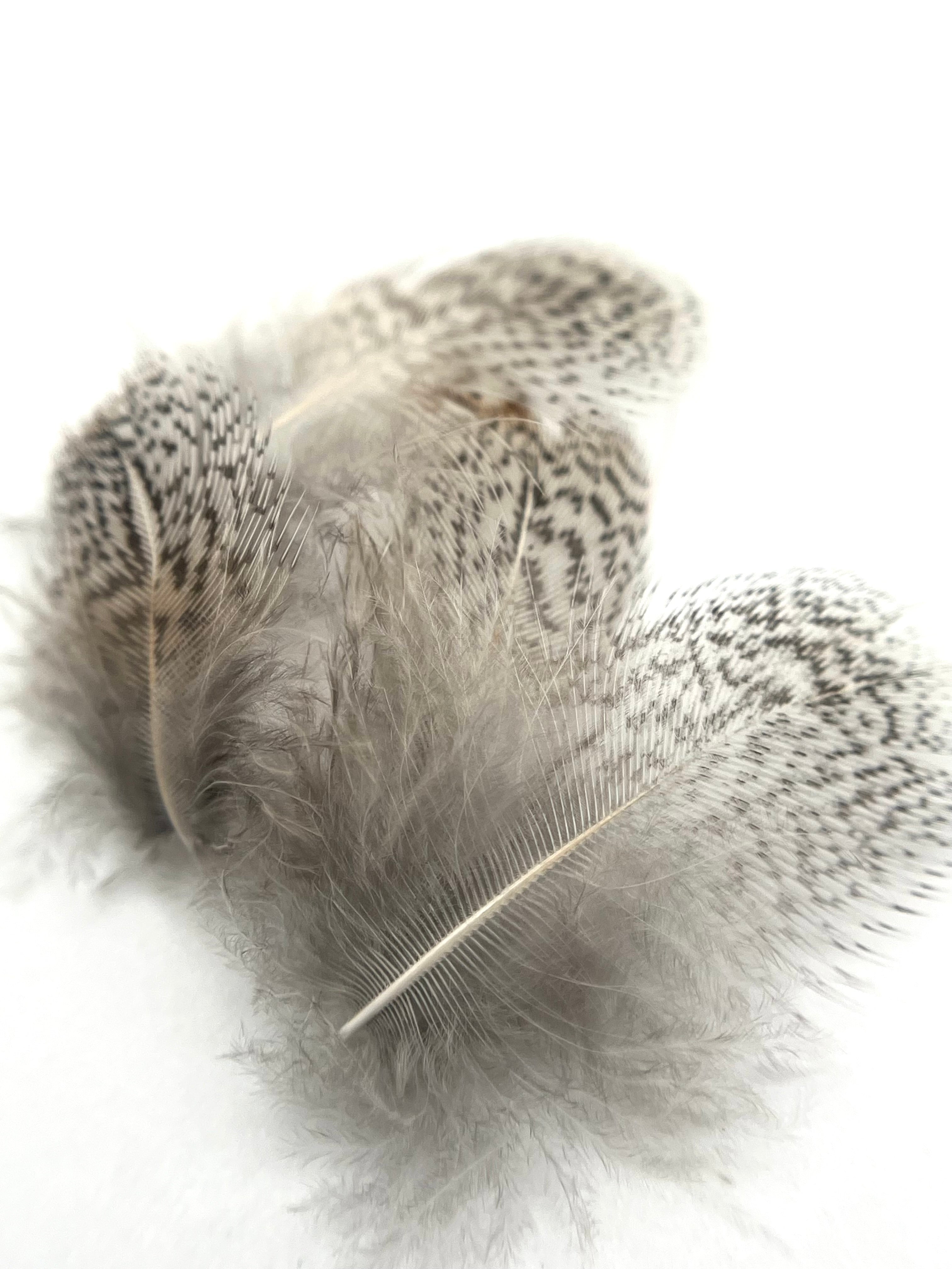 Nature's Spirit Premium Partridge