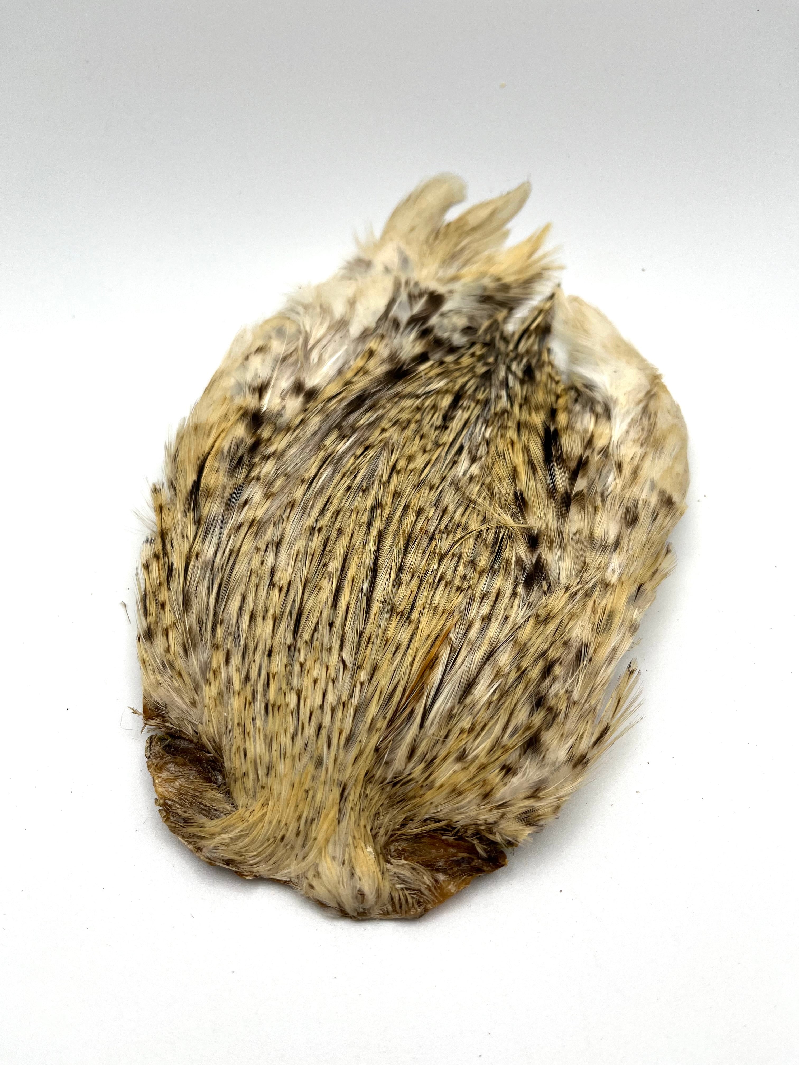 DOHIKU India Rooster Cape