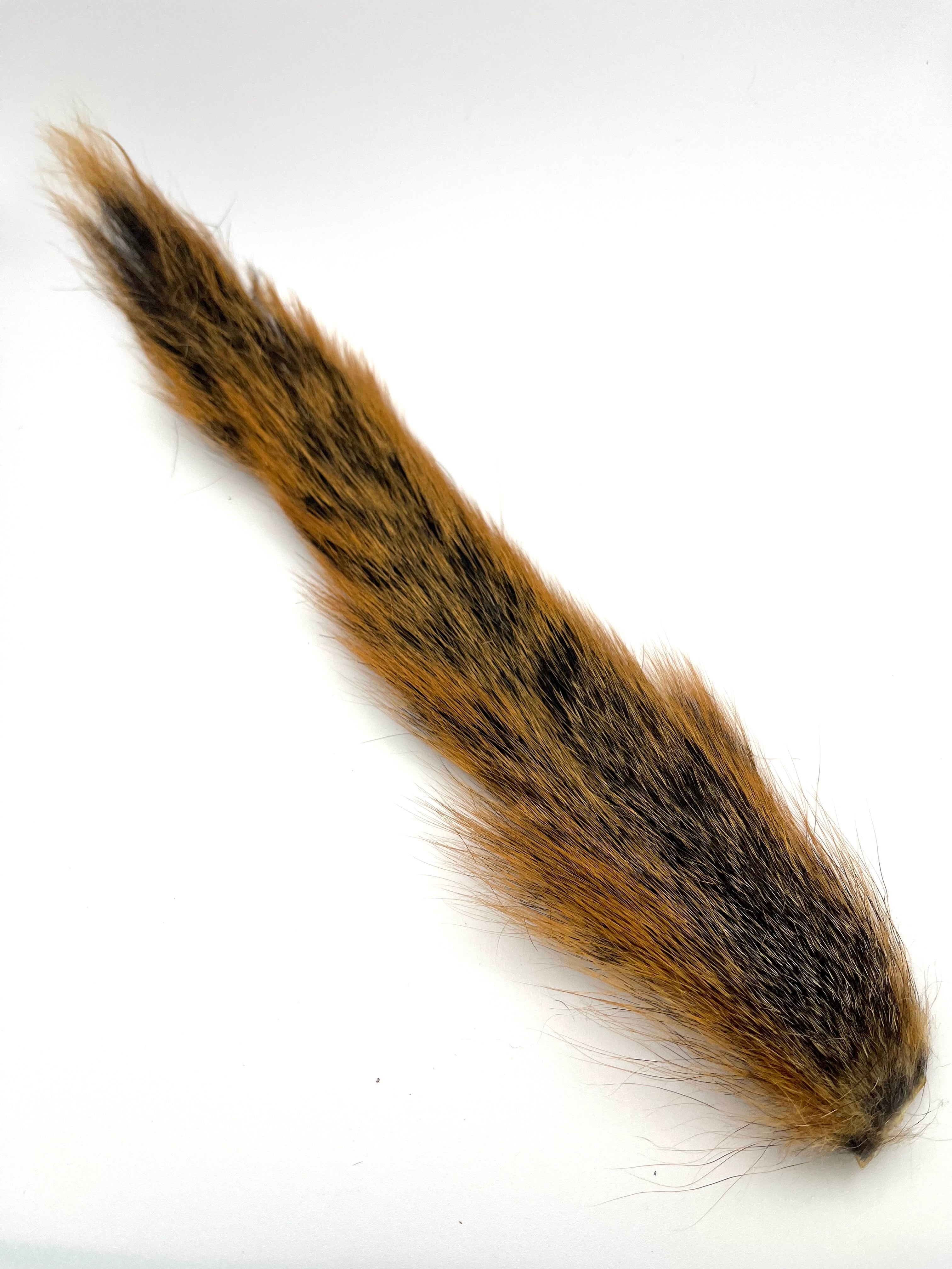 Squirrel Tail