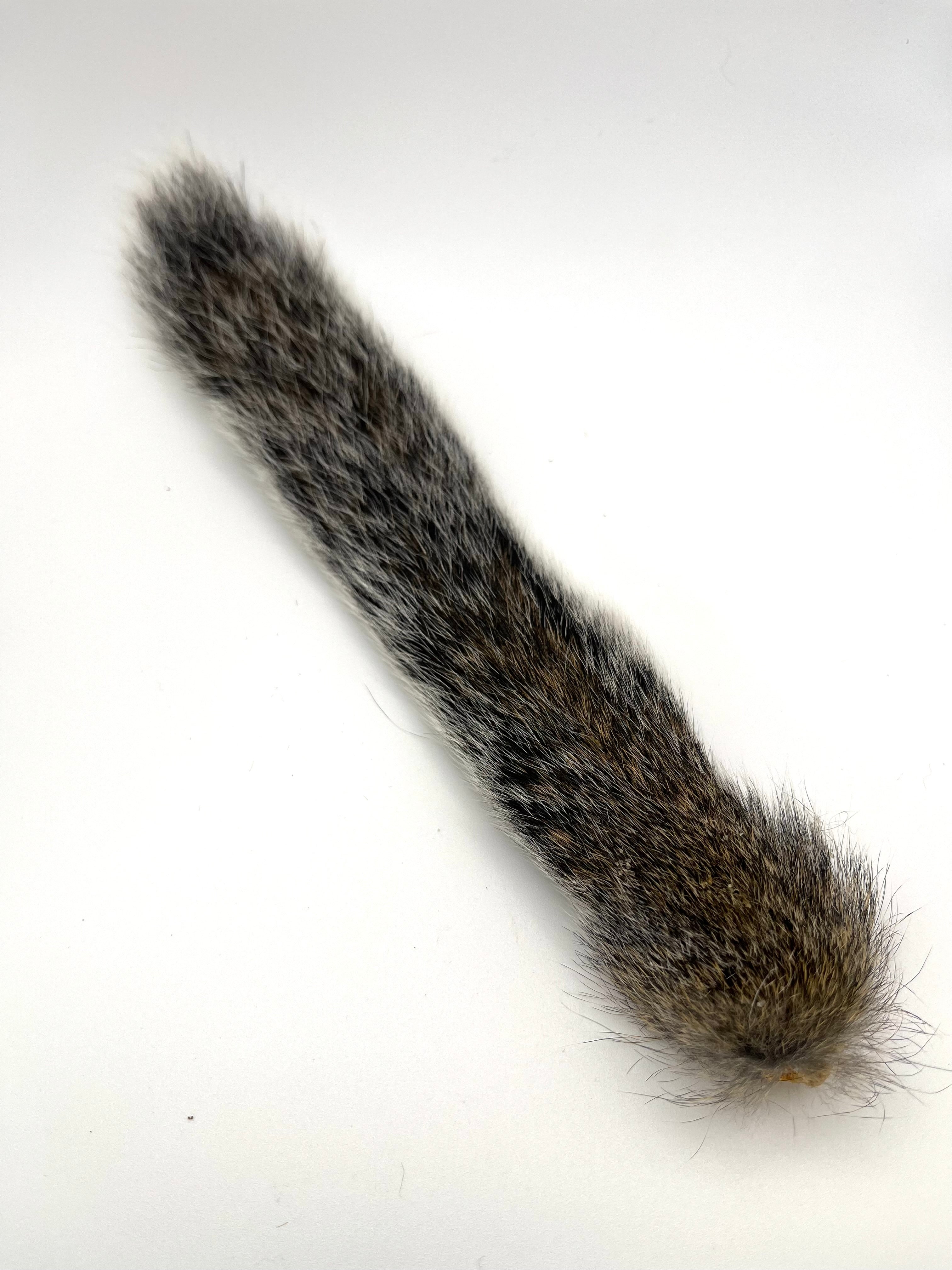 Squirrel Tail