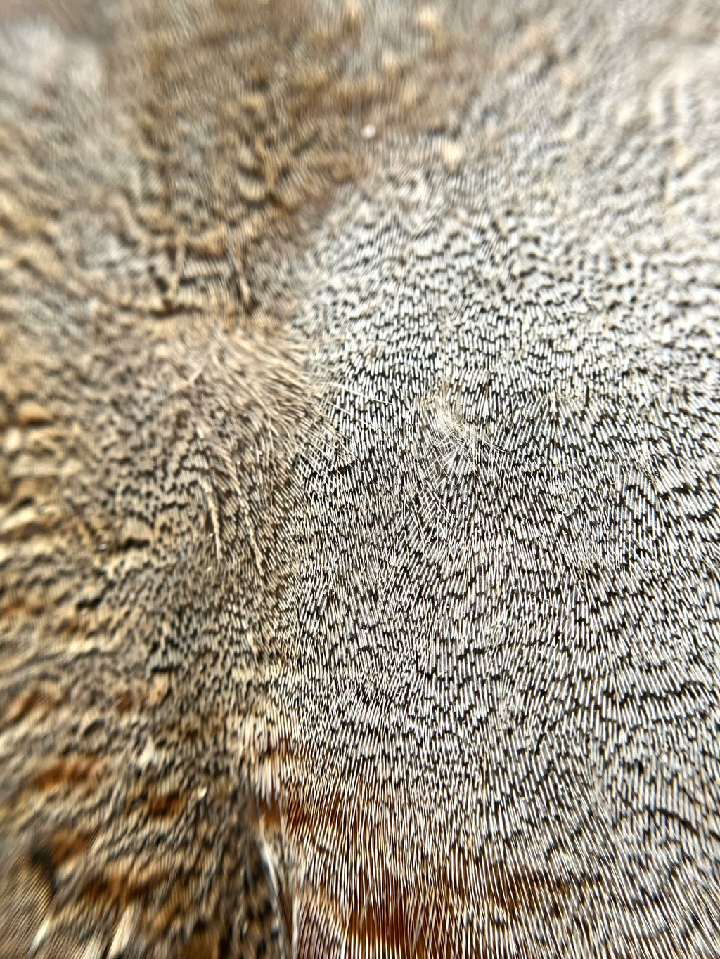 Hungarian Partridge Skin