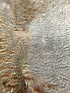 Hungarian Partridge Skin