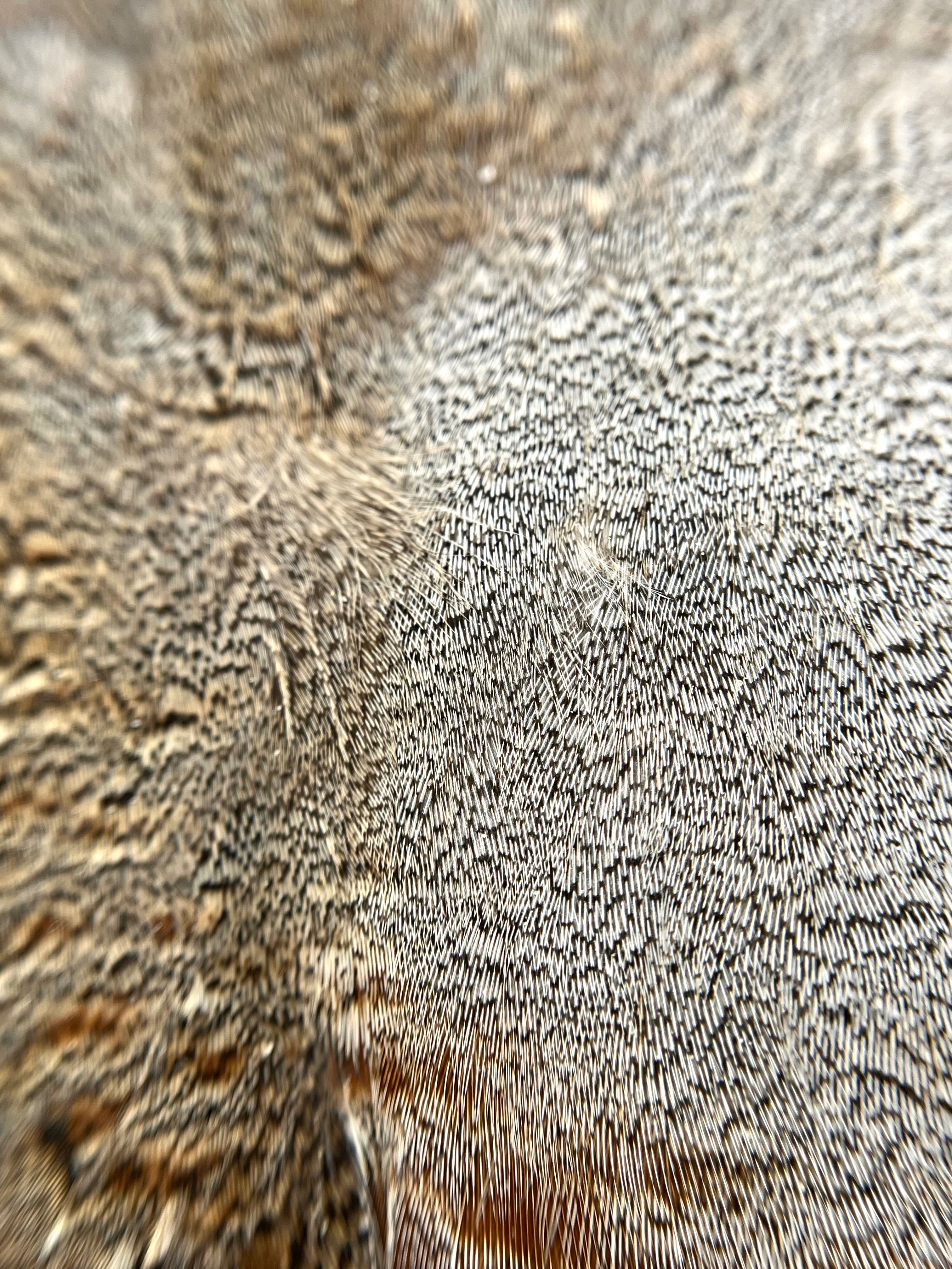 Hungarian Partridge Skin