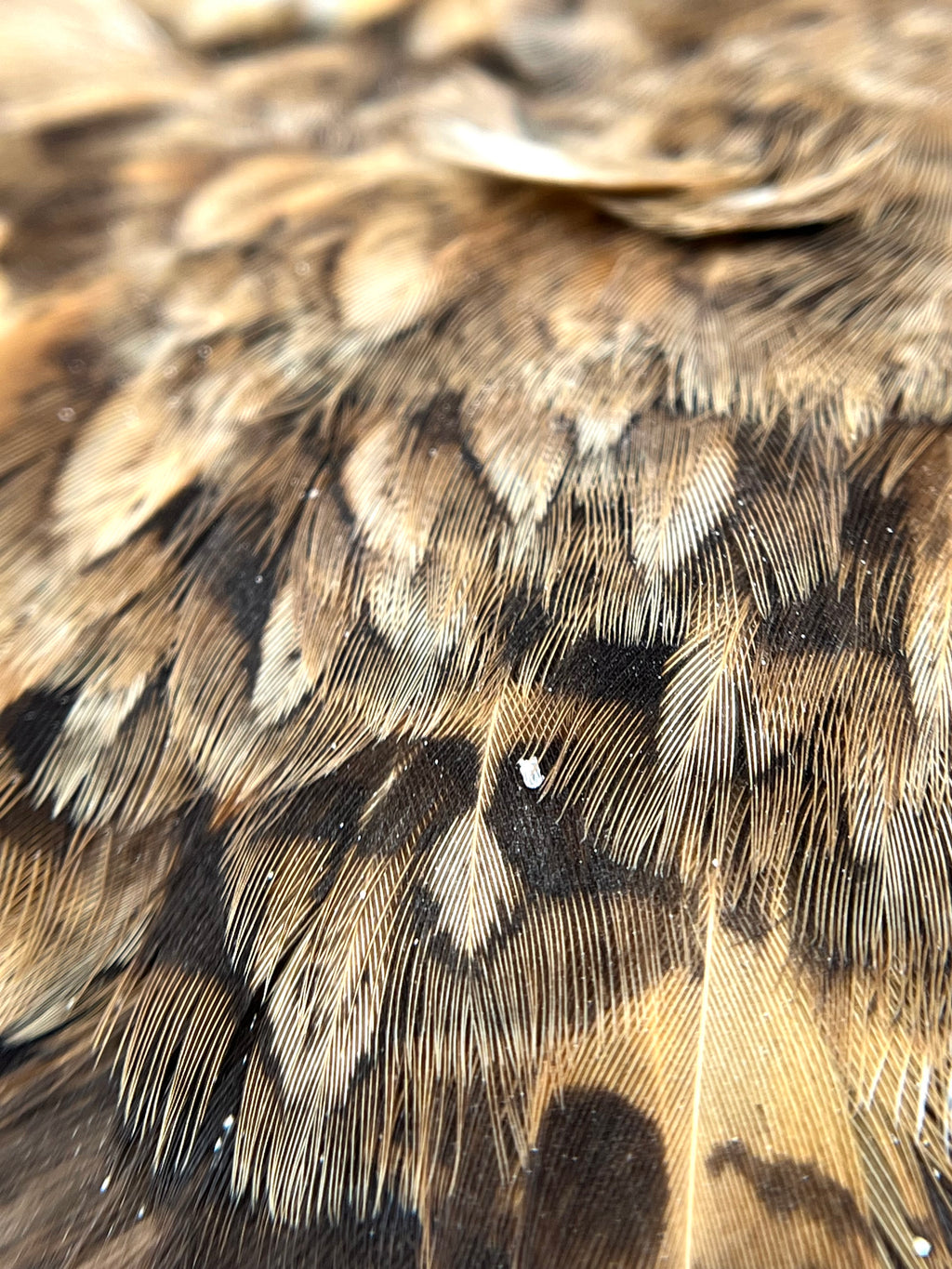 Ruffed Grouse Cape