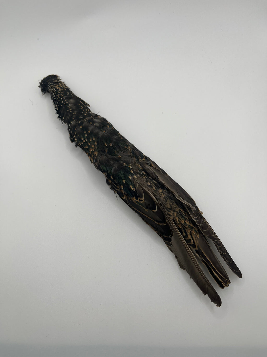 Nature's Spirit Starling Skin