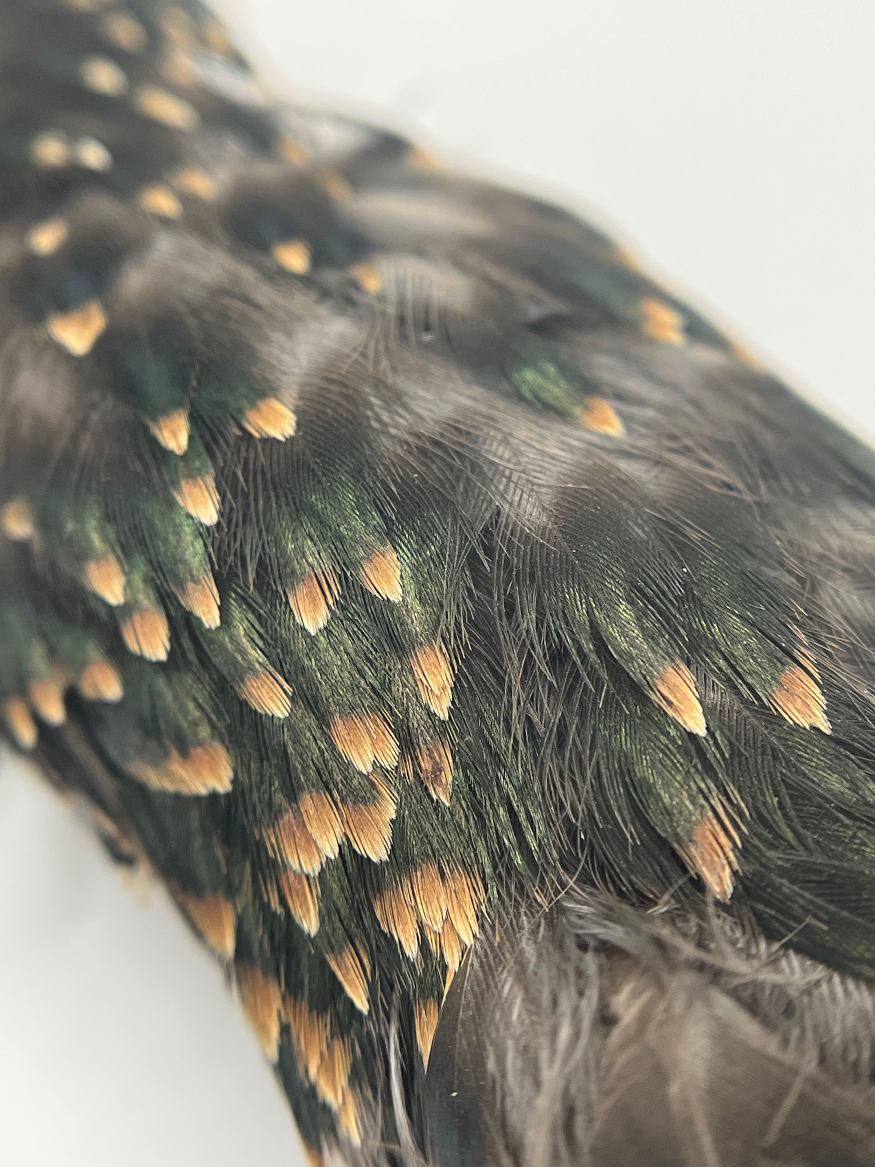Nature's Spirit Starling Skin