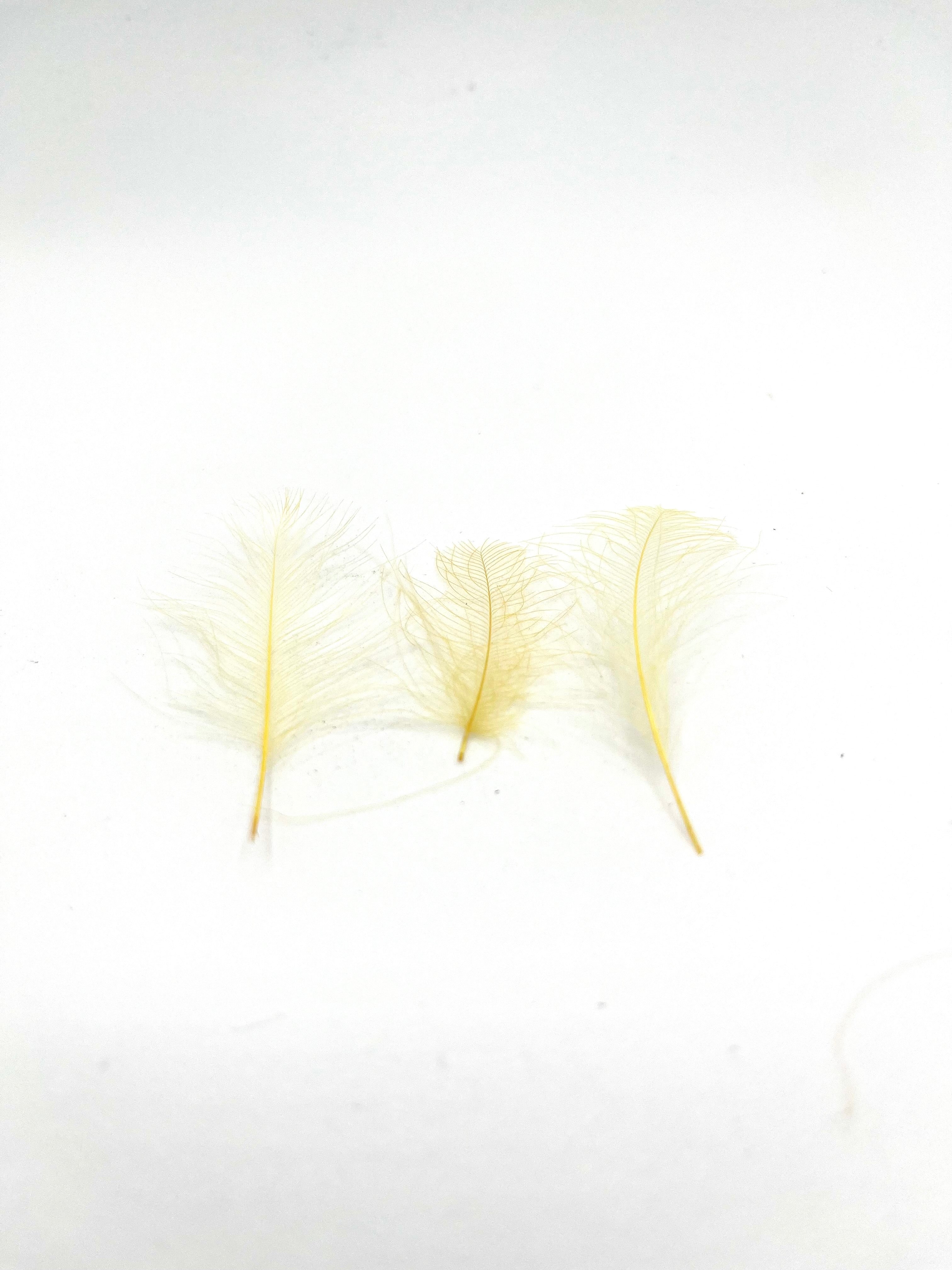 Troutline Dyed CDC Tier's Pack - 0.5 grams