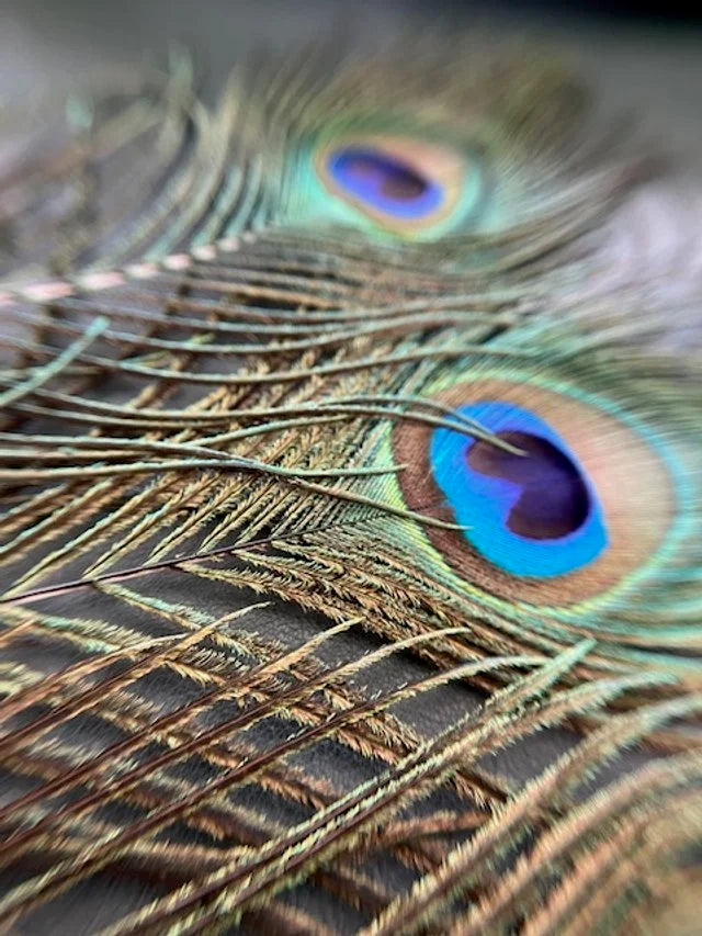 Peacock Eye Stick