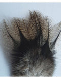 Coq de Leon Tailing Feathers