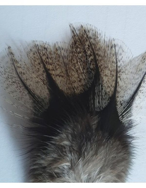 Coq de Leon Tailing Feathers