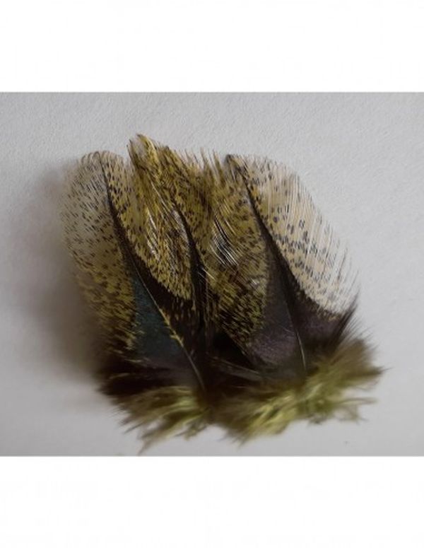 Coq de Leon Tailing Feathers
